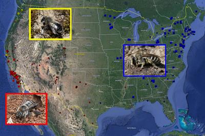Harnessing community science to conserve and study ground-nesting bee aggregations